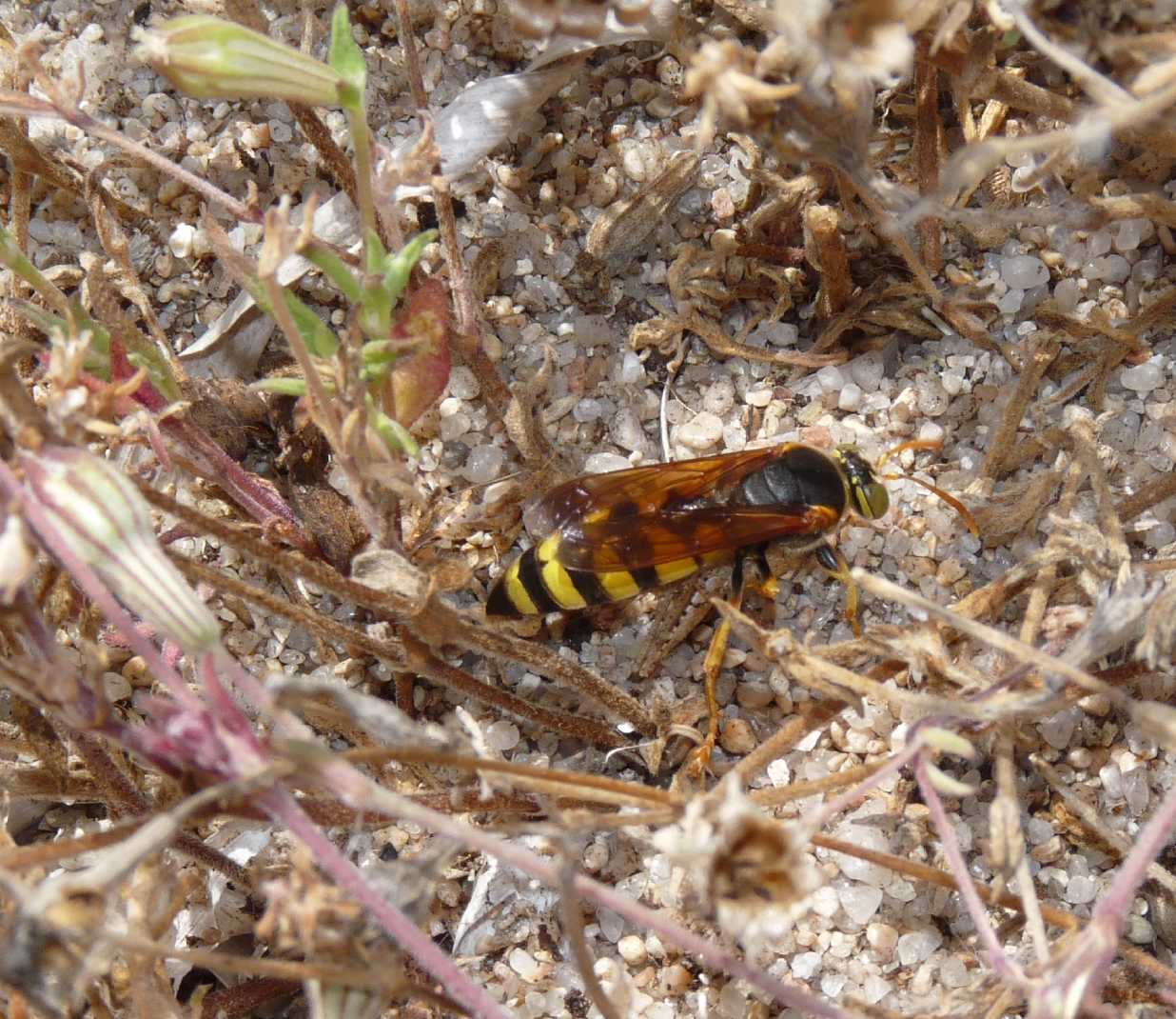 Stizus fasciatus ♀; prede portate nella tana